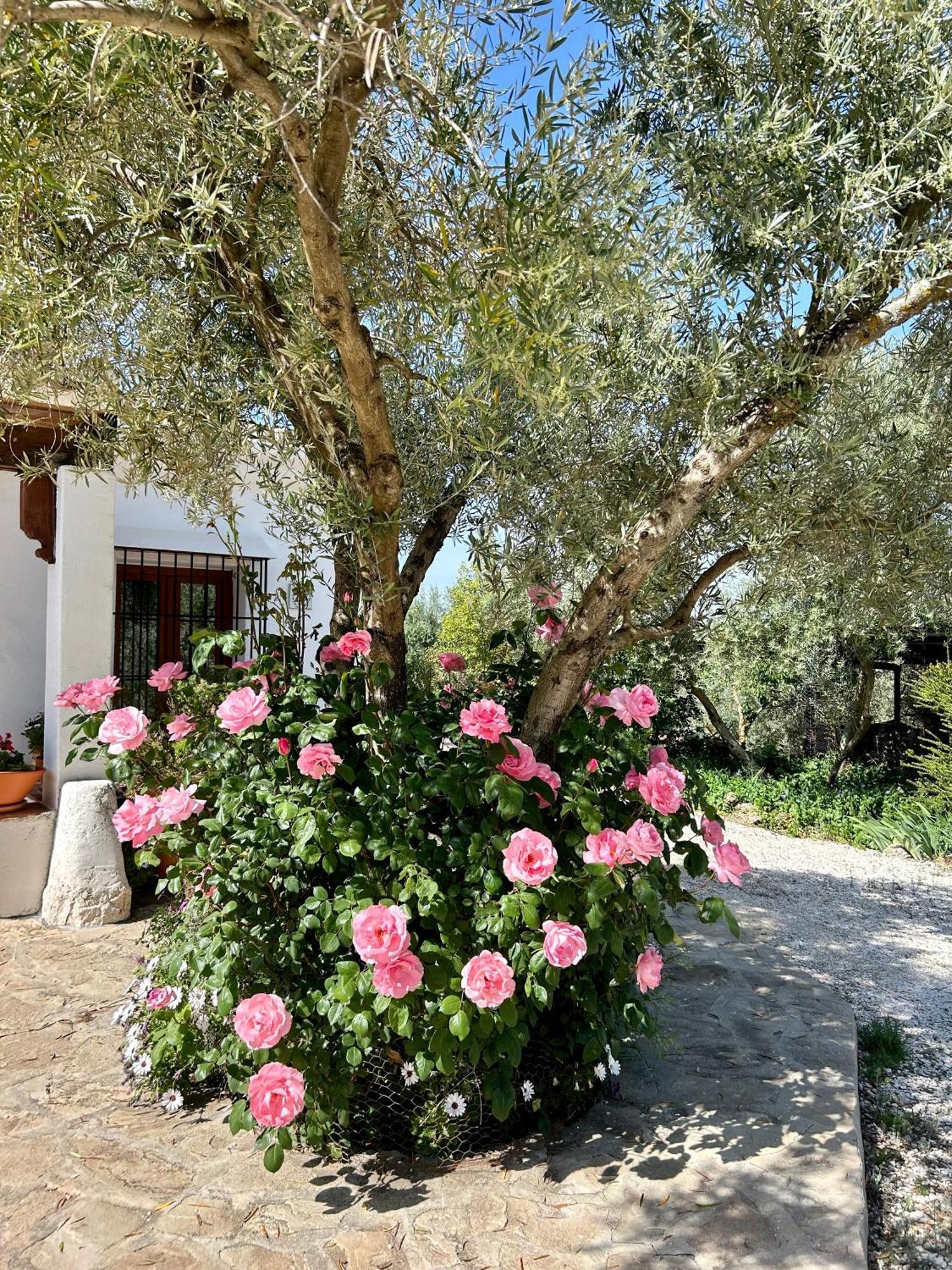 Refugio Andaluz Con Piscina Entre Olivos Villanueva de Tapia ภายนอก รูปภาพ