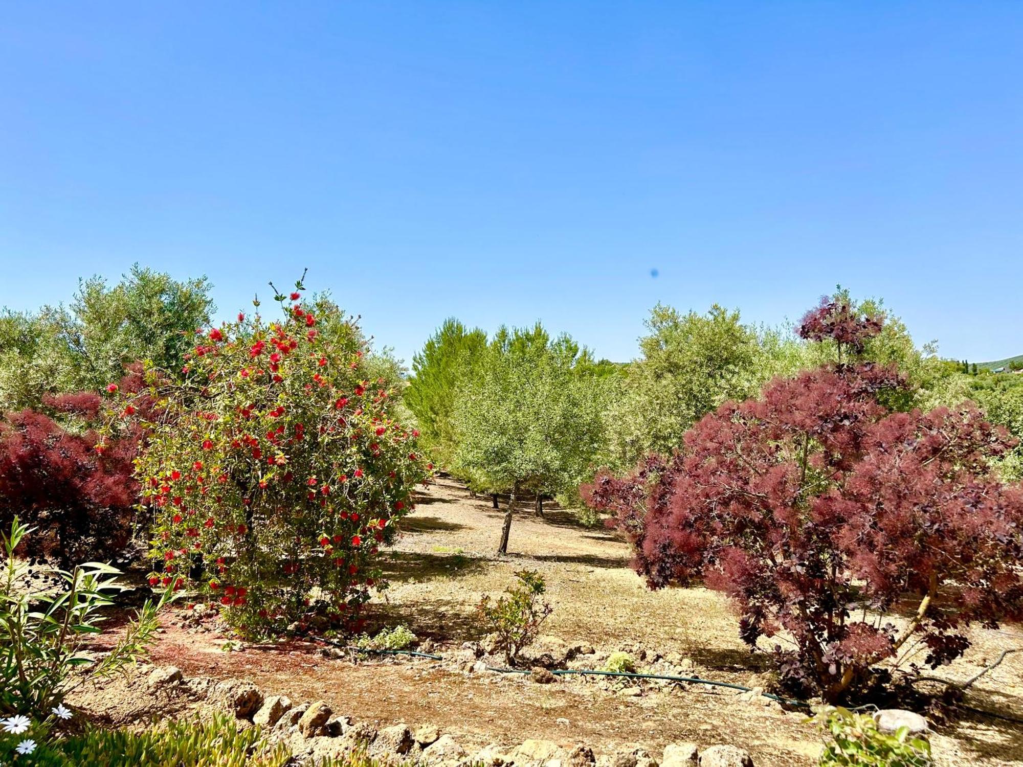 Refugio Andaluz Con Piscina Entre Olivos Villanueva de Tapia ภายนอก รูปภาพ
