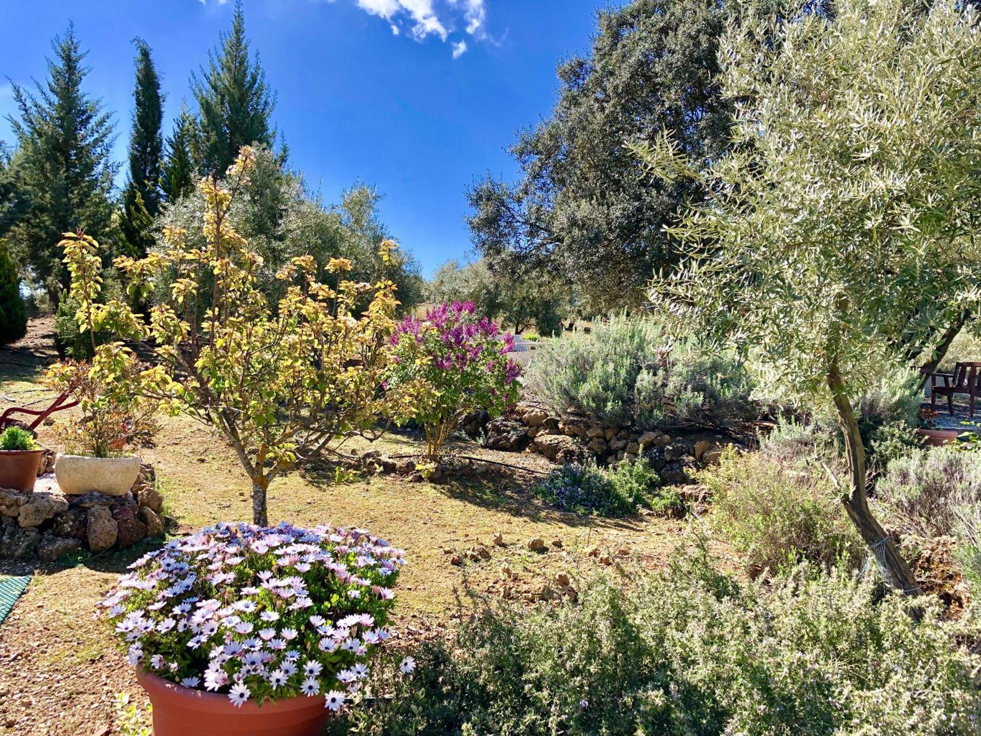 Refugio Andaluz Con Piscina Entre Olivos Villanueva de Tapia ภายนอก รูปภาพ